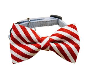 Adjustable Dog Collar With Neck Tie