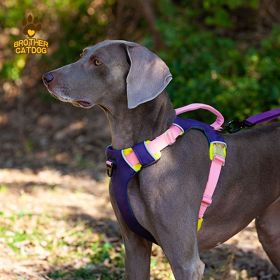 Heavy Duty Dog Chest Sling (select: AN6-purple-M)